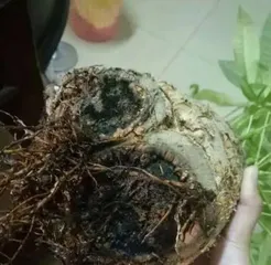 Tips for Making Lucky Bamboo Grown in Water More Vigorous (Breeding and Management of Lucky Bamboo Grown in Water) 2