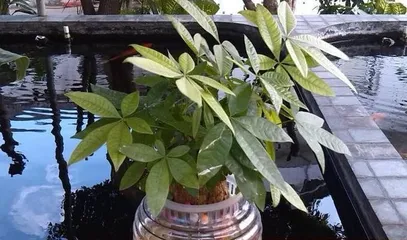 Tips for Making Lucky Bamboo Grown in Water More Vigorous (Breeding and Management of Lucky Bamboo Grown in Water) 3