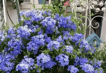 Care methods for bluebells after flowering (How to handle bluebell plants after they have bloomed?)