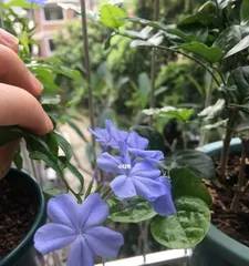 Care for Plumbago auriculata after flowering (How to handle the plant after it has finished flowering?) 2