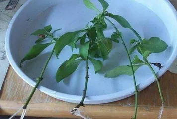 Care for Plumbago auriculata after flowering (How to handle the plant after it has finished flowering?) 3