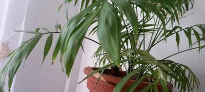 How often to water a areca palm, how to scientifically care for it? (How many times a week is suitable for watering? How to water correctly? Avoid watering mistakes)