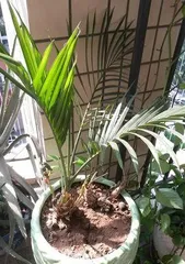 Watering Frequency for Areca Palm, How to Scientifically Care for It? (How many times a week is appropriate to water? How to water correctly? Avoid watering mistakes) 2