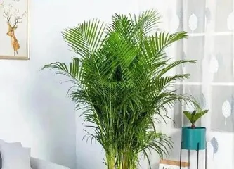 Watering Frequency for Areca Palm, How to Scientifically Care for It? (How many times a week is appropriate to water? How to water correctly? Avoid watering mistakes) 3