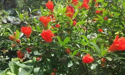 Spring Pomegranate Flowering Schedule (Understanding the Flowering Period and Care of Pomegranate Trees)