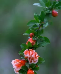 Spring Pomegranate Blooming Schedule (Understanding the Flowering Period and Maintenance of Pomegranate Trees) 2