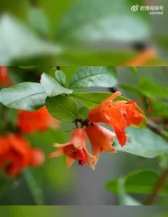Spring Pomegranate Blooming Schedule (Understanding the Flowering Period and Maintenance of Pomegranate Trees) 3