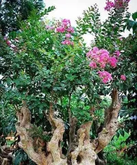 Pruning Time and Techniques for Potted Crape Myrtle (Shaping the Beautiful姿 of Potted Crape Myrtle, Master These Techniques)