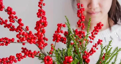 Discover the mysteries of ornamental fruit plants (Learn about ornamental fruit plants, enjoy natural scenery)