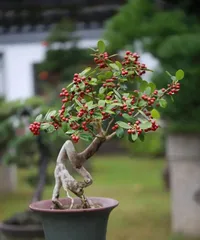 Exploring the Mysteries of Ornamental Fruit Trees (Learn about ornamental fruit trees, enjoy the natural scenery) 2