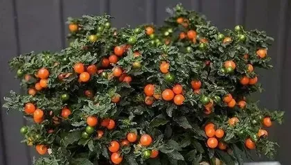 Exploring the Mysteries of Ornamental Fruit Trees (Learn about ornamental fruit trees, enjoy the natural scenery) 3