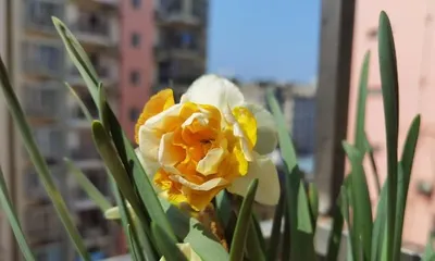 Care tips for daffodils after blooming (Extending the blooming period of daffodils)