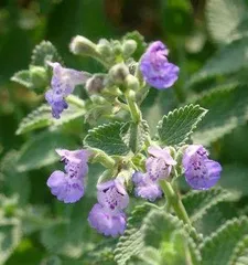 Choose the best mint variety to keep your breath fresh (exploring the characteristics and effects of different mint varieties)