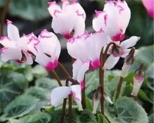 Crane Flower Care Tips (Make Your Crane Flower Grow Lusher) 2