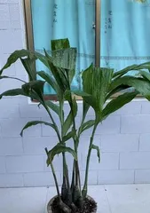 Crane Flower Care Tips (Make Your Crane Flower Grow Lusher) 3