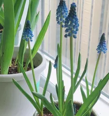 Narcissus post-blooming care techniques (to make Narcissus bloom for a longer period) 3