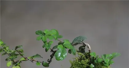 Boxwood – A Great Choice for Indoor Bonsai (Can it be grown indoors? How to care for it? Is it suitable for beginners?)