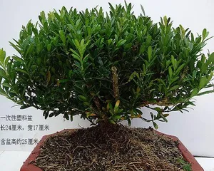 Boxwood - An Excellent Choice for Indoor Bonsai (Can it be kept indoors? How to care for it? Is it suitable for beginners?) 2