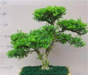 Boxwood - An Excellent Choice for Indoor Bonsai (Can it be kept indoors? How to care for it? Is it suitable for beginners?) 3
