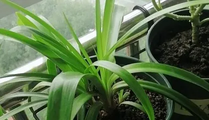 Guide to Winter Care for Calathea Makoyana (How to Avoid Killing Calathea Makoyana in Winter?)