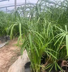 孔雀竹芋冬季养护指南（冬天如何避免孔雀竹芋冻死？）2