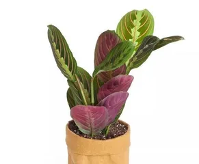 孔雀竹芋冬季养护指南（冬天如何避免孔雀竹芋冻死？）3