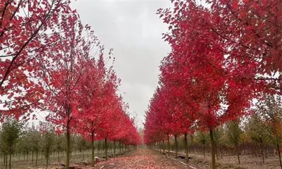 Appreciate the red maple, linger over the setting sun – A complete guide to the blooming of red maple (Understanding its appearance, blooming period, meaning, origin, appreciation methods, and maintenance)