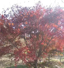 Appreciating Red Maples, Lingering in the Sunset - A Complete Guide to Red Maple Blooming (Appearance, Bloom Period, Flower Language, Origin, Appreciation Methods, and Care, Everything You Need to Know) 2
