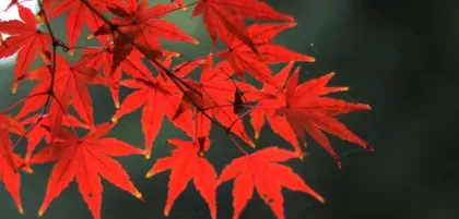 Appreciating Red Maples, Lingering in the Sunset - A Complete Guide to Red Maple Blooming (Appearance, Bloom Period, Flower Language, Origin, Appreciation Methods, and Care, Everything You Need to Know) 3