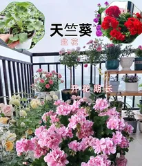 How to care for summer geraniums? Master these methods to help your geraniums thrive