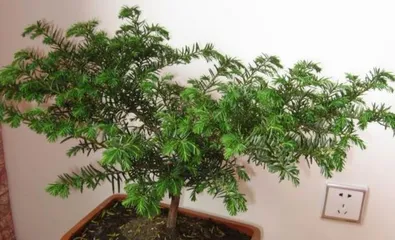 Complete Guide to Indoor Yew Care (A Green Plant Suitable for Home) 2