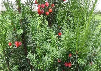 Complete Guide to Indoor Yew Care (A Green Plant Suitable for Home) 3
