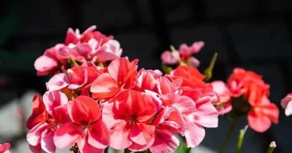 How to Care for Geraniums in Summer? (Master these methods to make your geraniums thrive) 2