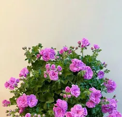 How to Care for Geraniums in Summer? (Master these methods to make your geraniums thrive) 3