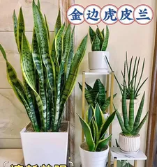 Care and Propagation of Snake Plant (Creating a Healthier Snake Plant)