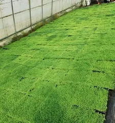 How to Care for Goldenseal (Teach You to Easily Own a Lush Goldenseal Plant)