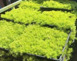 如何养护黄金佛甲草(教你轻松拥有一盆繁茂的佛甲草)2