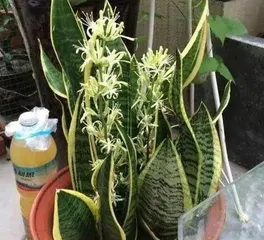 Care and Propagation of Sansevieria (Creating a Lusher Sansevieria) 2