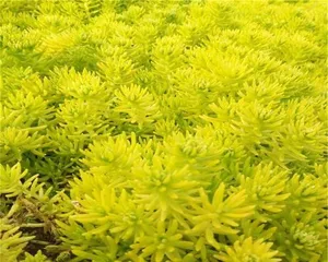 如何养护黄金佛甲草(教你轻松拥有一盆繁茂的佛甲草)3