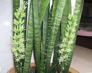 Care and Propagation of Sansevieria (Creating a Lusher Sansevieria) 3