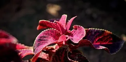 Care methods for coleus (let your coleus grow healthy) 2