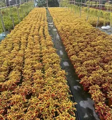 Care methods for coleus (let your coleus grow healthy) 3