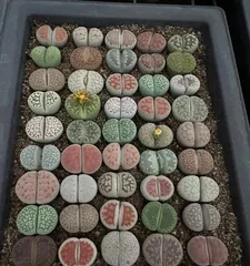 Stone Plant Succulent Care Guide (Creating a Blooming and绚烂的多肉花园)