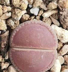 生石花多肉养护指南（打造繁花绚烂的多肉花园）2