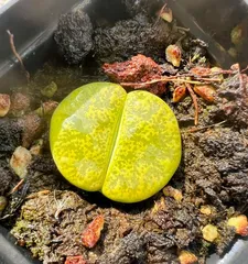 生石花多肉养护指南（打造繁花绚烂的多肉花园）3