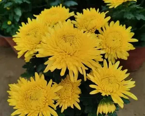 Dutch Aster (Characteristics and Care Techniques of Dutch Aster) 2