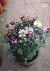 Dutch Aster (Characteristics and Care Techniques of Dutch Aster) 3