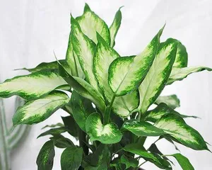 The Aquatic Cultivation Method of Syngonium Podophyllum (From Selection to Care, Teach You to Create Healthy and Beautiful Syngonium Podophyllum)
