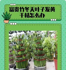 What to do if ivy leaves are dry? Save the dry leaves! (Ivy care tips to bring your plant back to life!)