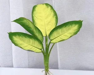 Hydroponic Cultivation Method for Dieffenbachia (From Selection to Maintenance, Teaching You to Create a Healthy and Beautiful Dieffenbachia) 2